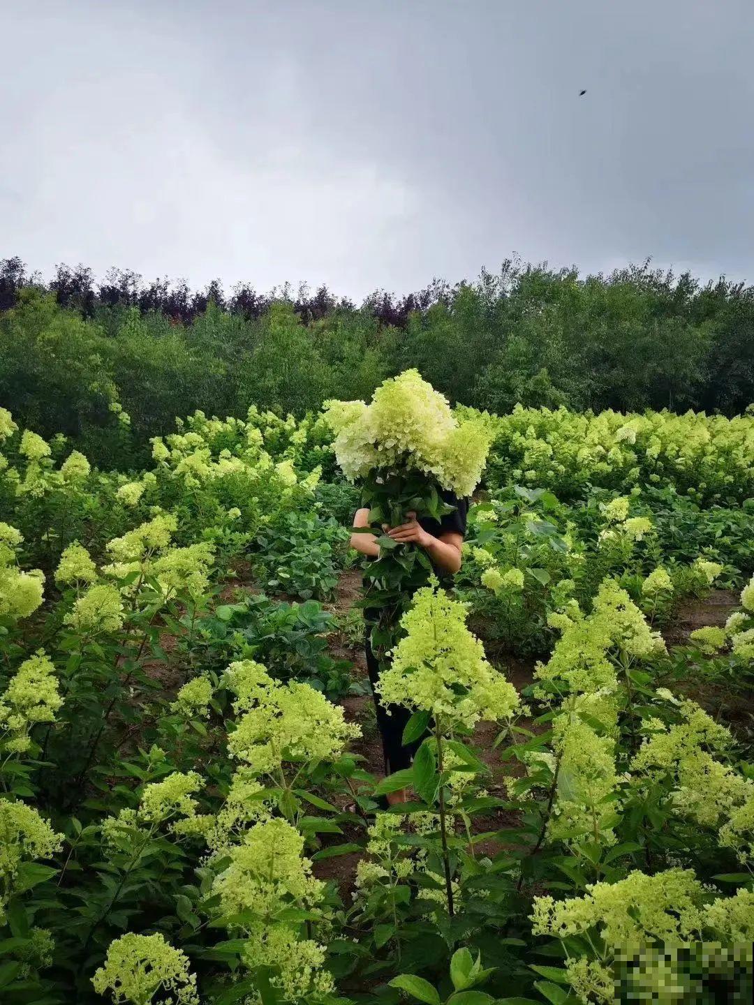 1种花开花像“冰淇淋”，-20℃冻不死，种院子里真合适