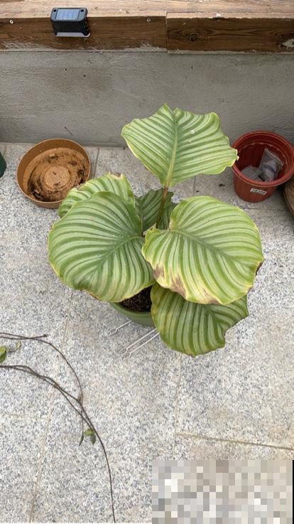 朋友开业搬新家，就送这9种植物，招财进宝面子十足