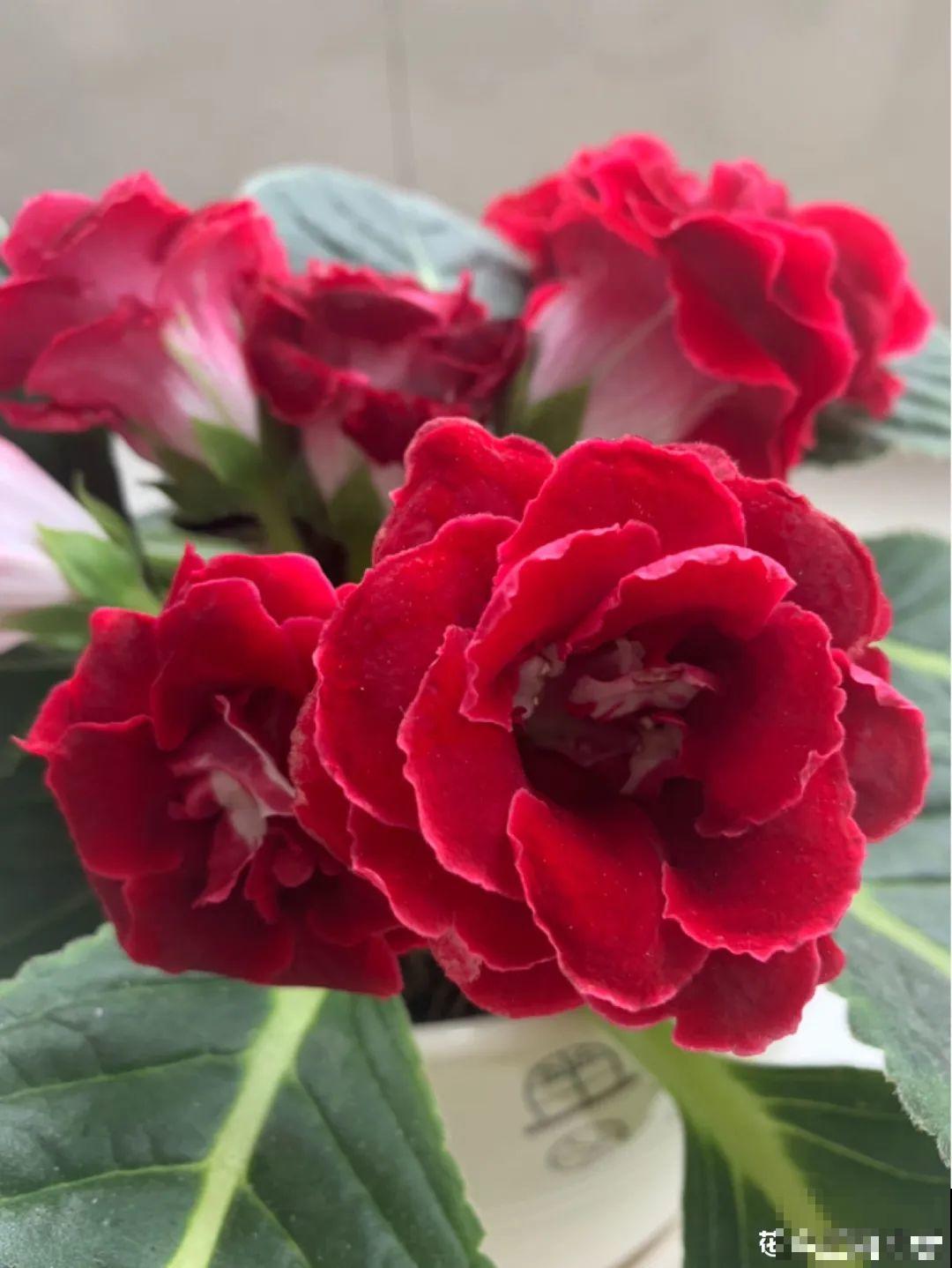 10种花，冬天别喷水，越喷越烂叶，变成光杆特丑