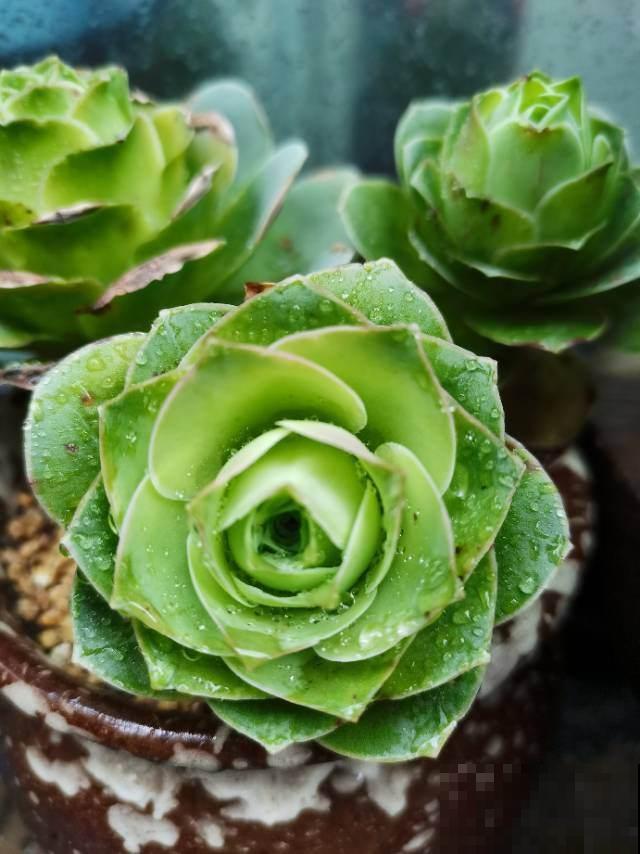 人生2大幸事：女儿和多肉，简直人生赢家