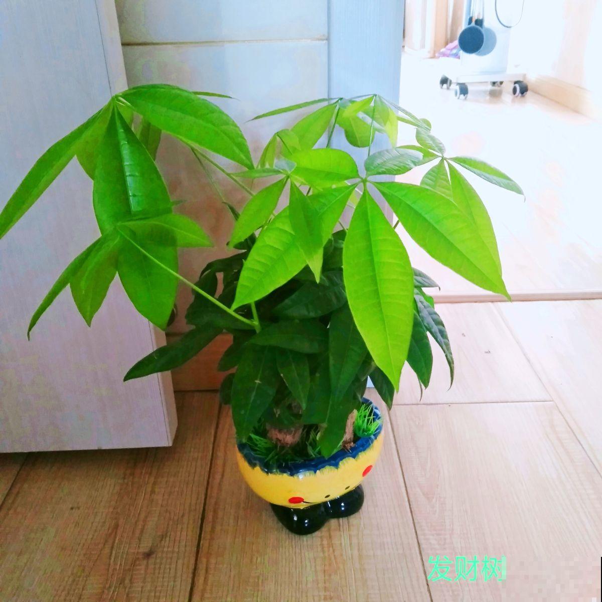 冬天养护发财树,3个小妙招学不会,烂根黑腐没商量 冬天养护发财树,3个小妙招学不会,烂根黑腐没商量