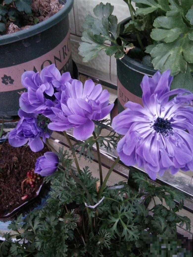 银莲花又被称为“风之花”,能耐寒零下20度,现在种下三月就开花 银莲花又被称为“风之花”,能耐寒零下20度,现在种下三月就开花