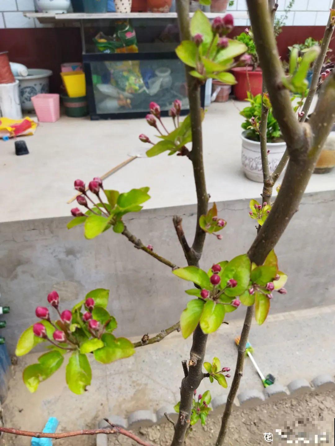 家里养8种“守家树”，红红火火特别旺运，镇宅好福气