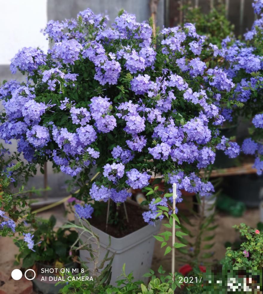 10种花,冬天要休眠,赶紧修剪防冻,才能安全越 10种花,冬天要休眠,赶紧修剪防冻,才能安全越