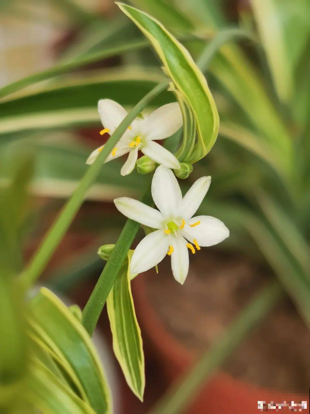 新房装修完，养盆“天然净化器”，净化空气身体棒
