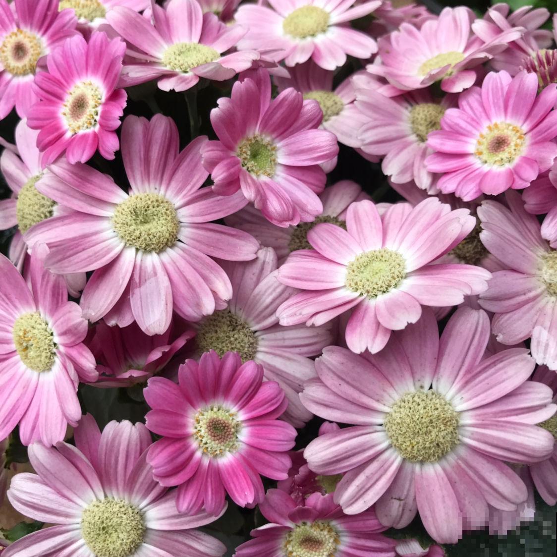 冬天便宜又好看的花,两块钱一盆,养死了也不心疼 冬天便宜又好看的花,两块钱一盆,养死了也不心疼