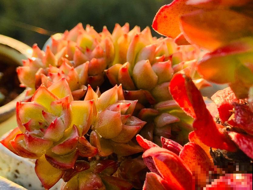 养花之后我变了,整天喜欢“捡垃圾”,还当成宝贝爱不释手 养花之后我变了,整天喜欢“捡垃圾”,还当成宝贝爱不释手