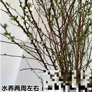 1种花叫“雪柳”，剪几根枝插水里，7天长叶，一个月开花，绝美
