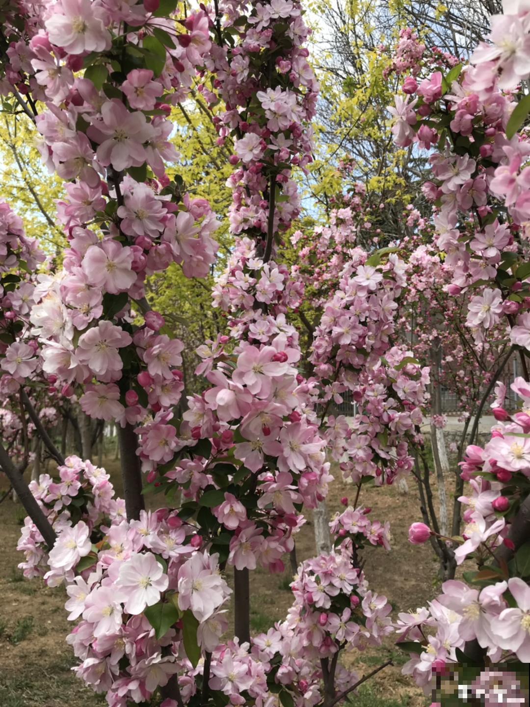 八种花养成老桩,有镇宅旺家好兆头,生机满满 八种花养成老桩,有镇宅旺家好兆头,生机满满