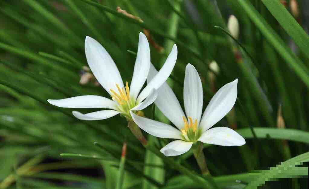 植物叶片发黄落叶，缺水只是原因之一，要懂得变通