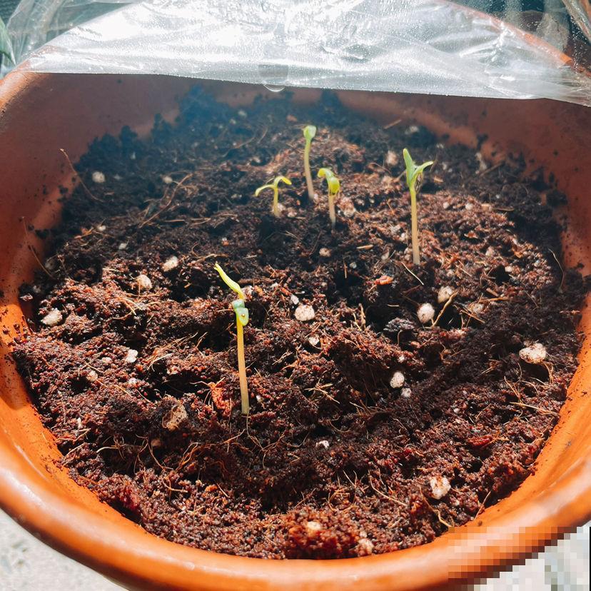 养花换下的旧土别扔，3招让土肥的流油，省下一笔养花钱