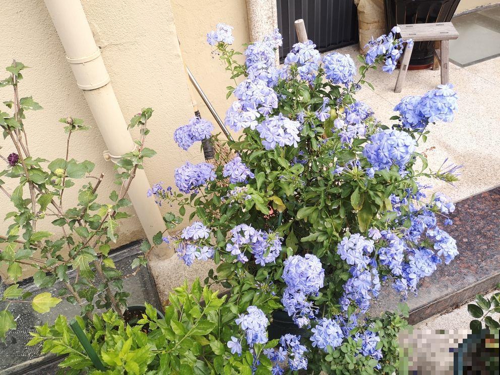 封闭阳台的“爆花神器”,一年四季都能开花,真怕把它累死 封闭阳台的“爆花神器”,一年四季都能开花,真怕把它累死