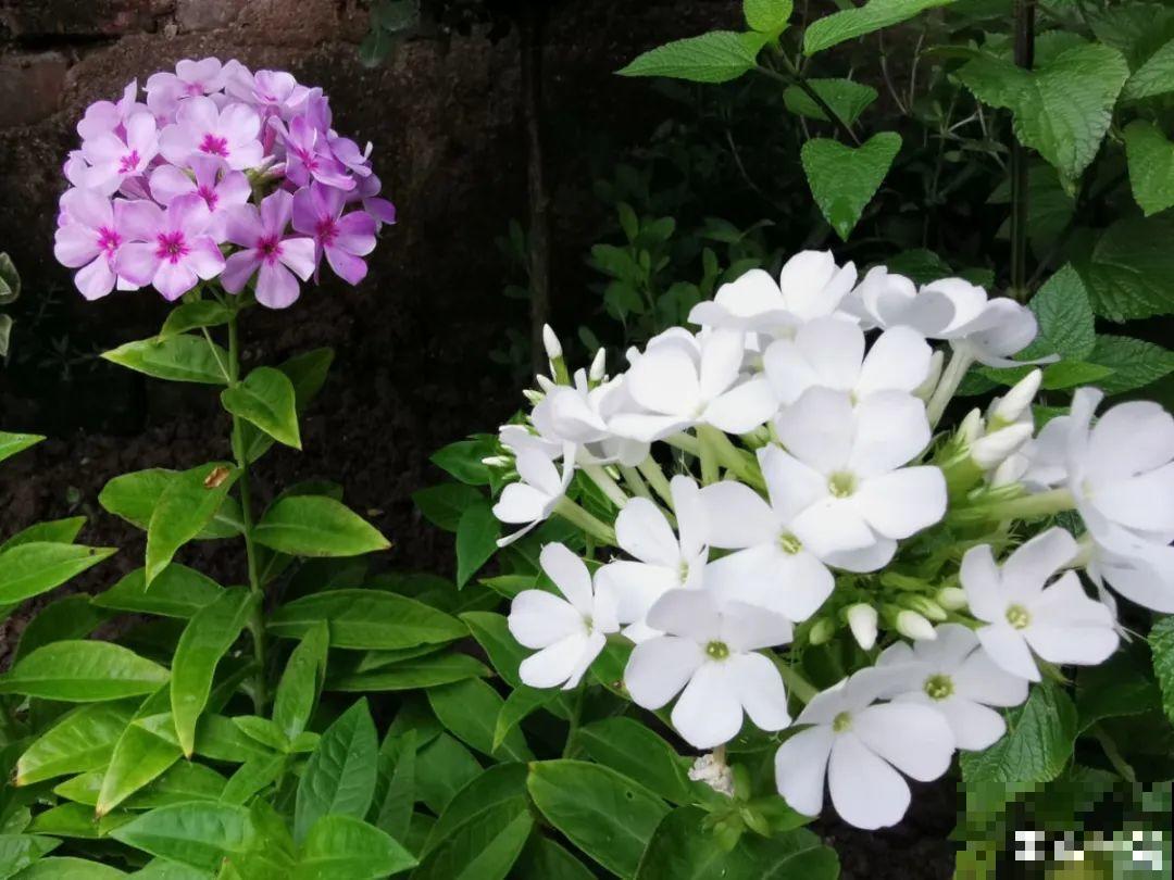 “寿命长”的10种花,寓意好,格调高,老人见了眉开眼笑! “寿命长”的10种花,寓意好,格调高,老人见了眉开眼笑!