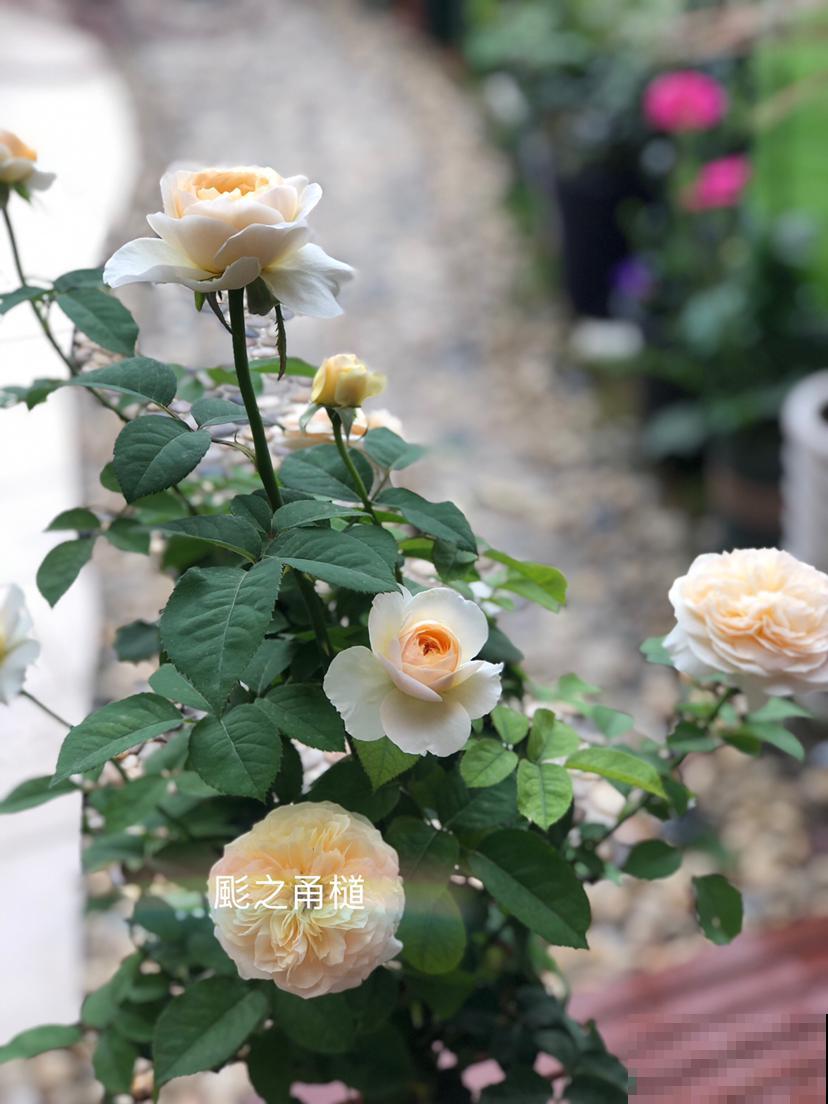 全网爆火的月季“朱丽叶”，秋冬稳稳开花，下大雪也不怕