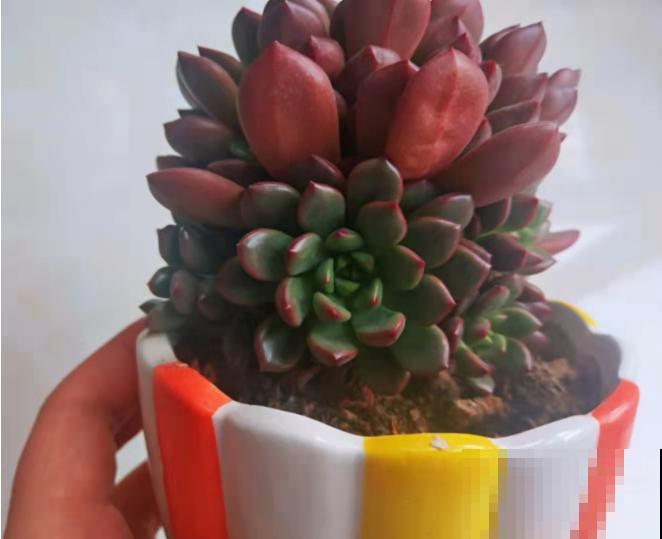 红宝石养好了，一片叶子也能变小苗，还不用操心！