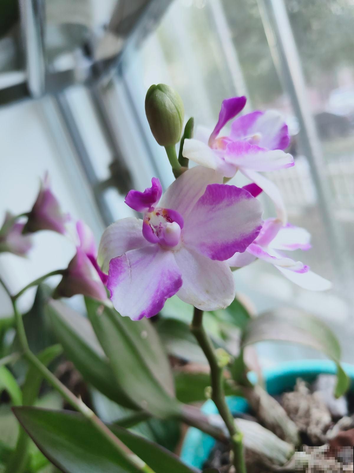 年底养盆石斛兰，养人养身心，堪称“家庭小药箱”