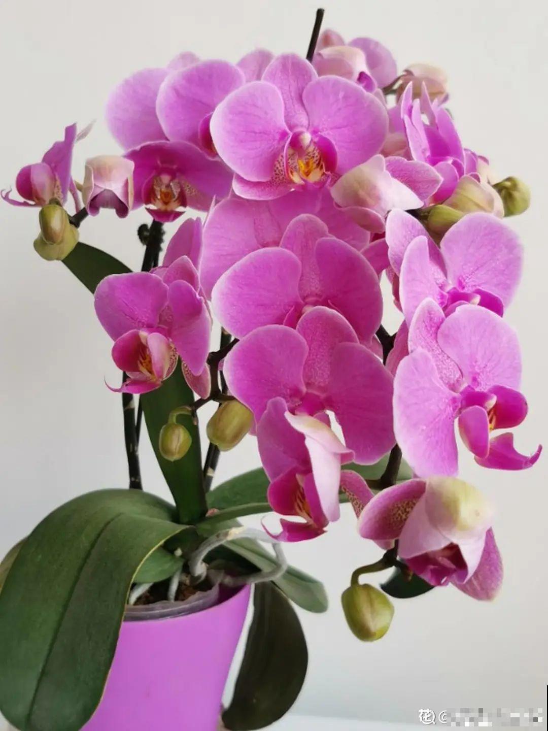 12月啦,快买“喜庆花”,能开3个月,下个月就涨价,别被 12月啦,快买“喜庆花”,能开3个月,下个月就涨价,别被