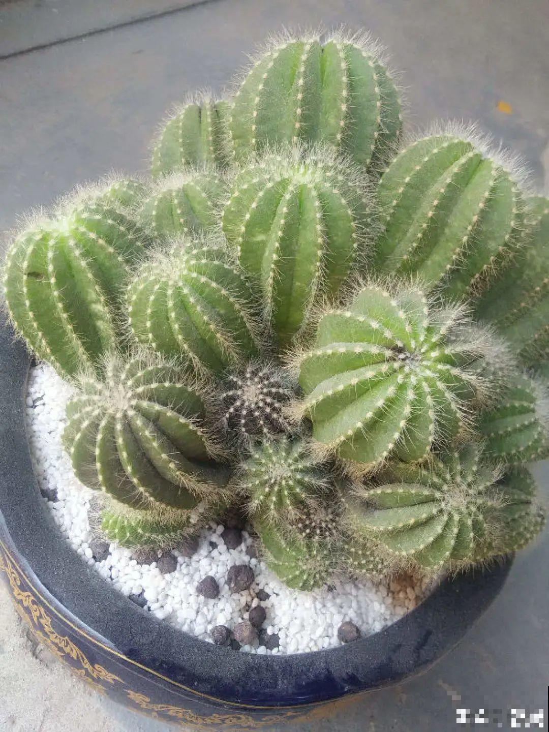 冬天6类花,叶片和花苞别喷水,一喷就烂了 冬天6类花,叶片和花苞别喷水,一喷就烂了