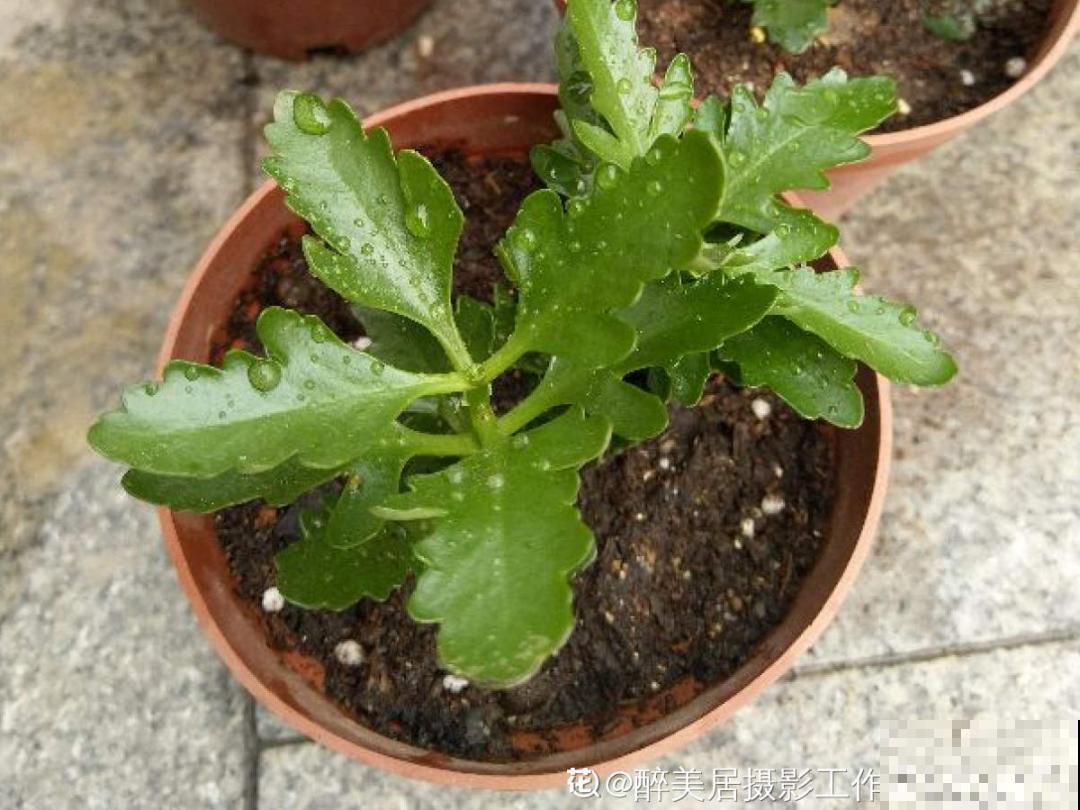 现在扦插8种花，生根快长得旺，冬春季节就开花