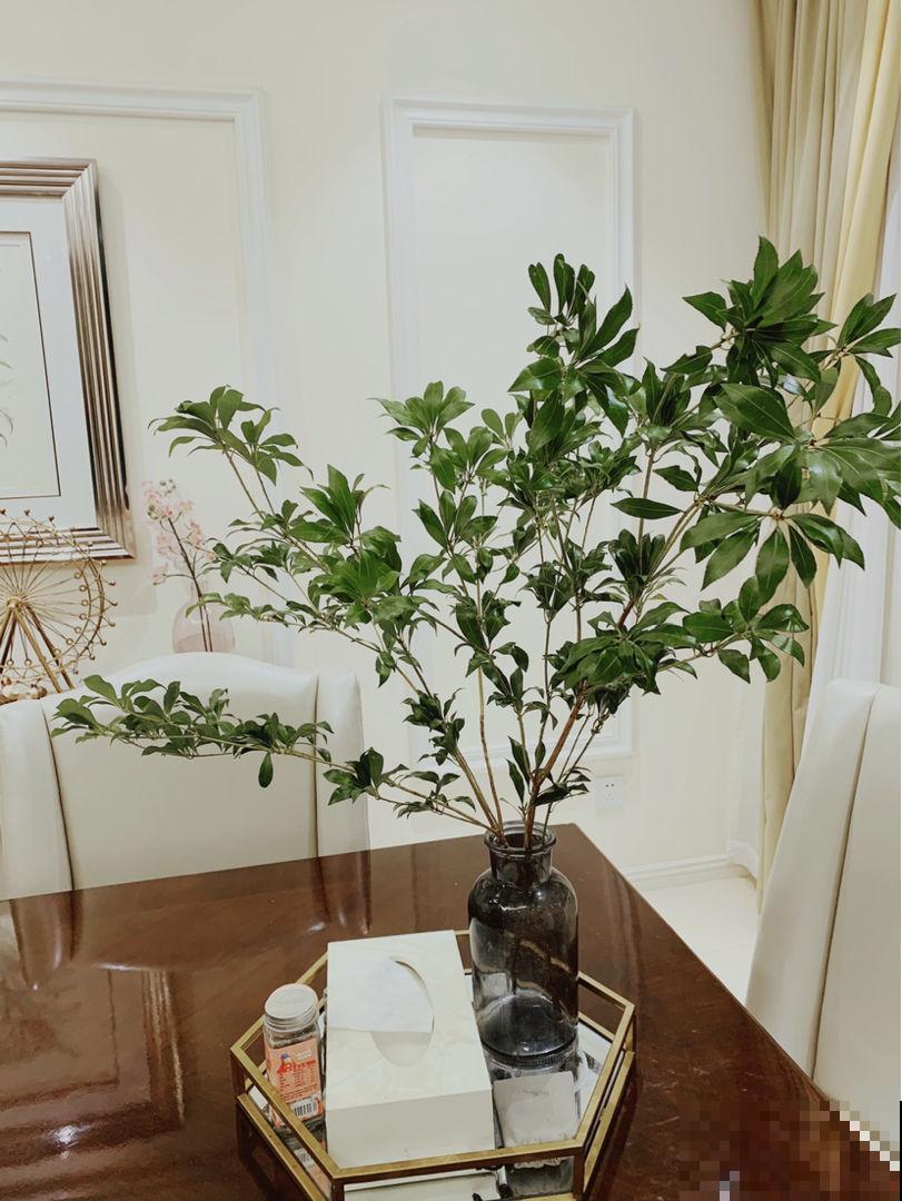 室内软装新宠马醉木,养一棵在家,百搭有气质 室内软装新宠马醉木,养一棵在家,百搭有气质