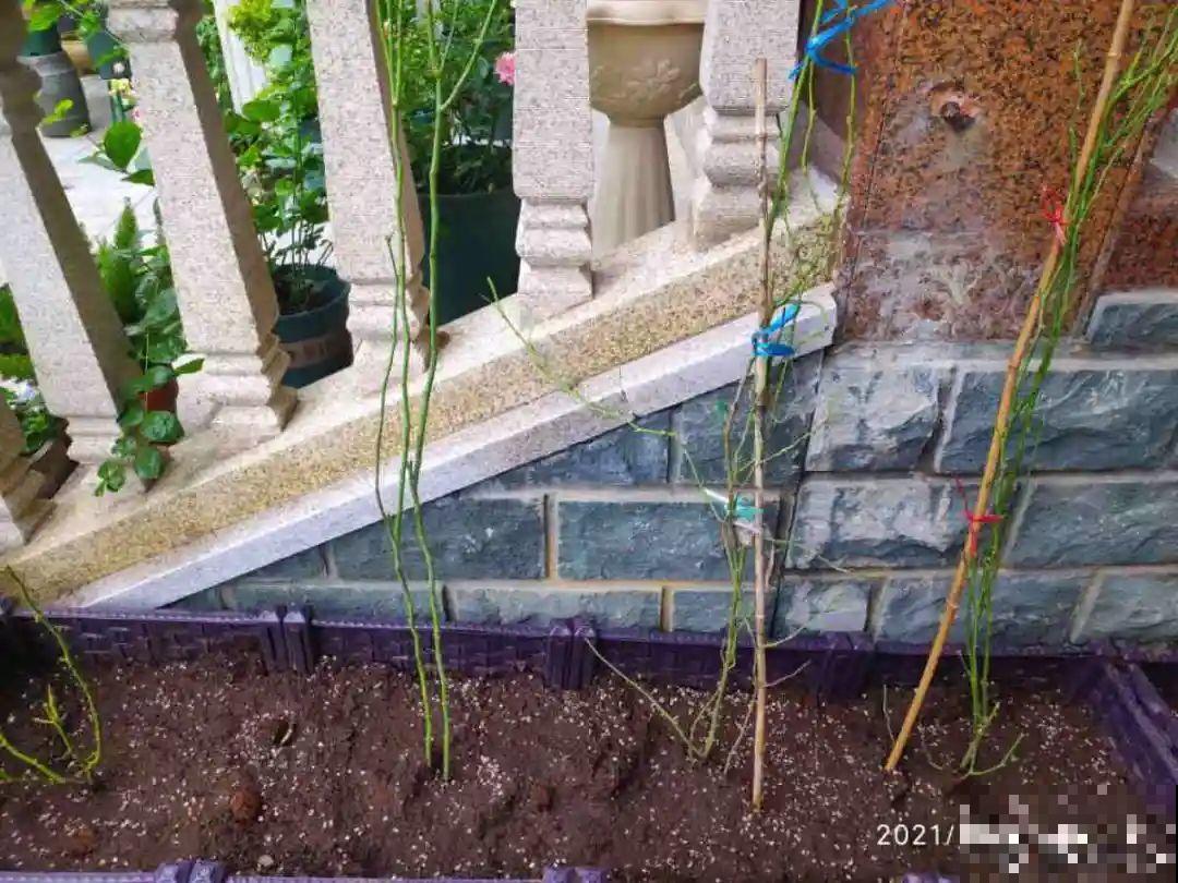 10种花,冬天要休眠,赶紧修剪防冻,才能安全越 10种花,冬天要休眠,赶紧修剪防冻,才能安全越