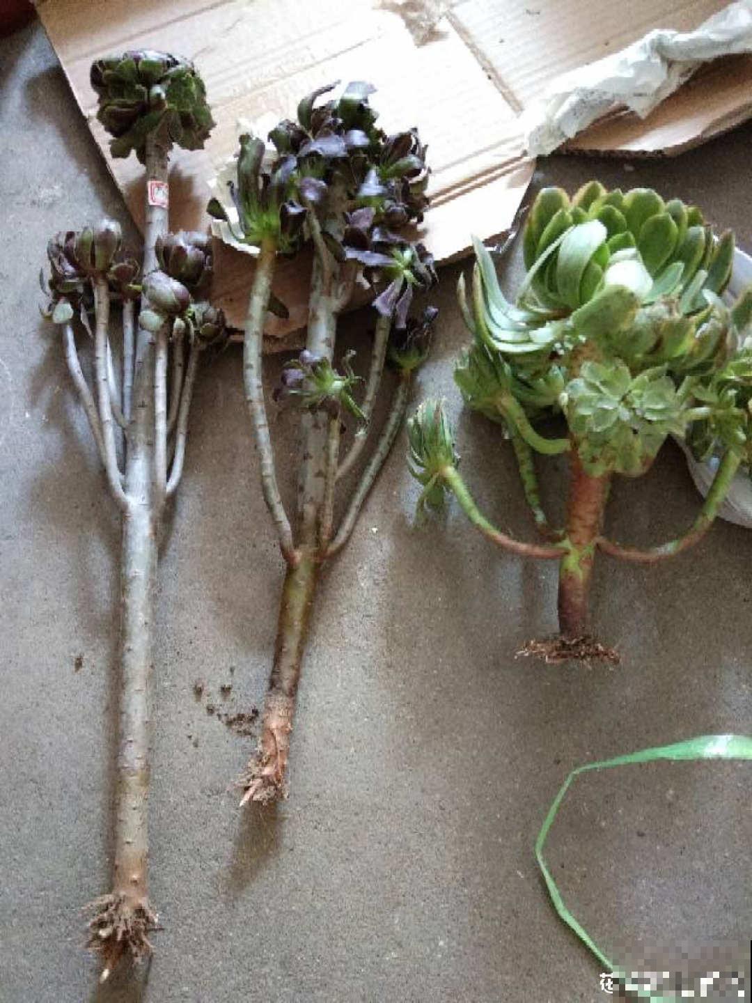 养花大棚倒闭,“贵货花”路边扔了一地,后悔没带个大麻袋 养花大棚倒闭,“贵货花”路边扔了一地,后悔没带个大麻袋