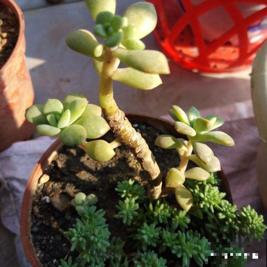 冬天植物积水烂根怎么办？锥形垫片是神器，每盆花都应该放一个