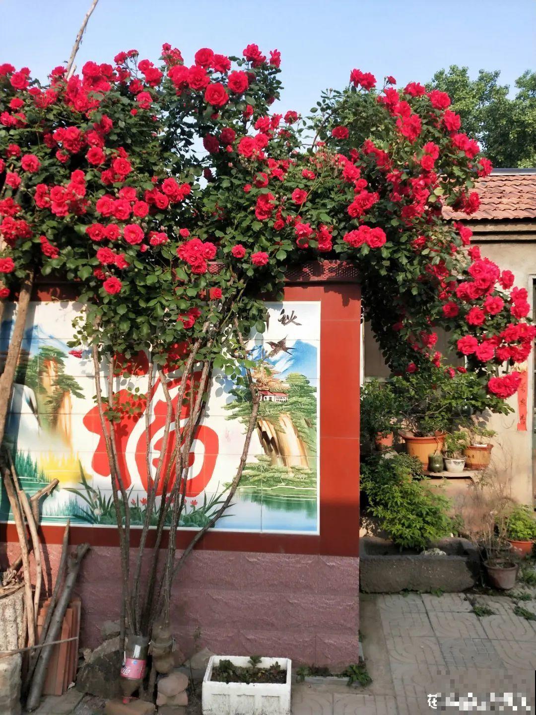 带着父母回农村，把老院子种满花，过简单生活