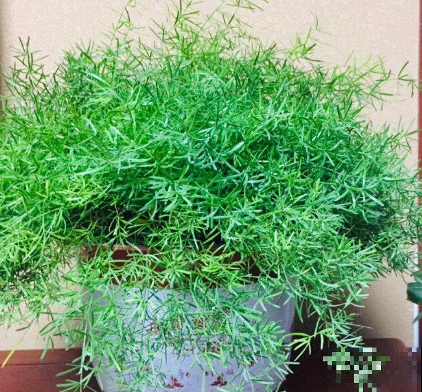 4种花可以放心“跟风”，好养开花多，越冷颜色越好看