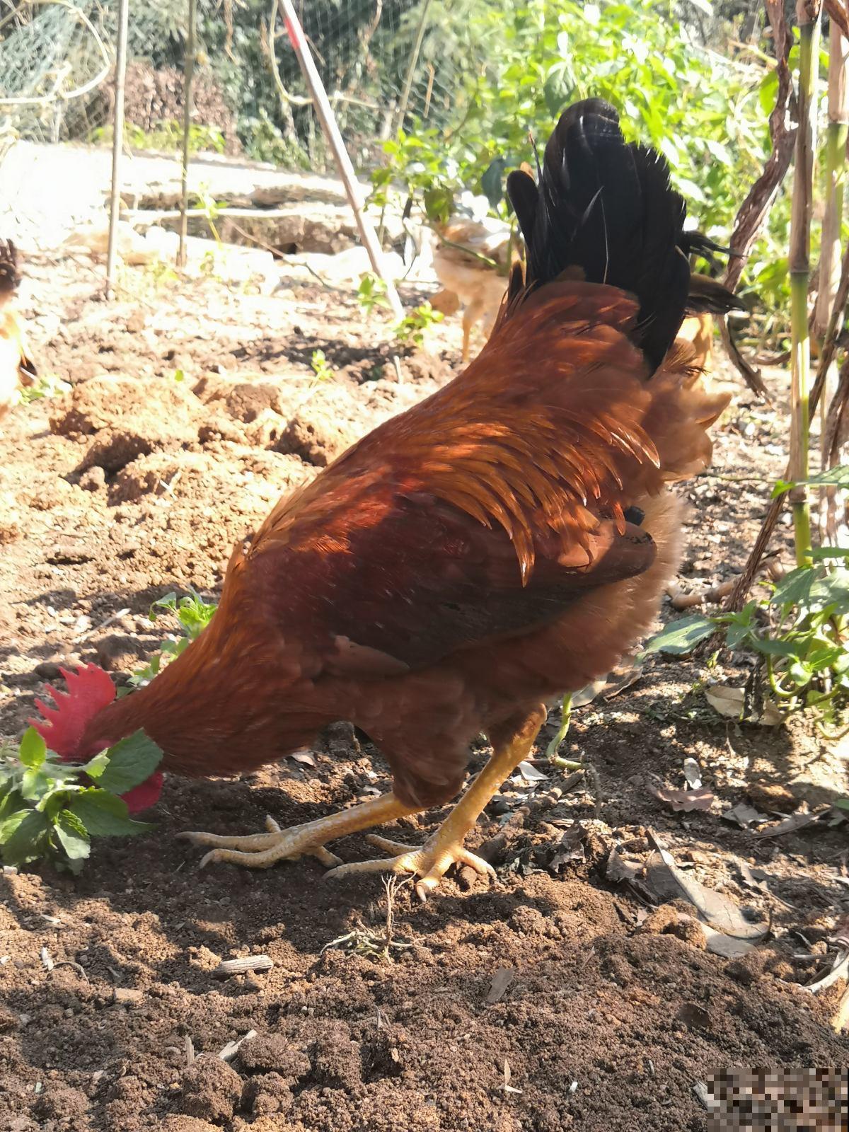 2种“垃圾”没人愿意碰，却是养花好肥料，养花少不了