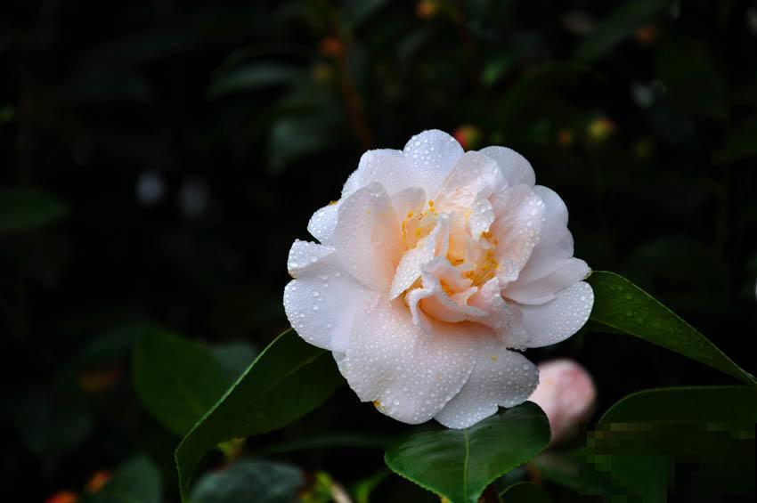 5种植物越养越枯，老手都养不活，再好看也慎养