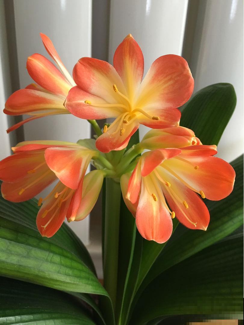 养君子兰记住“4个常做”，叶子油绿直反光，开花爆盆