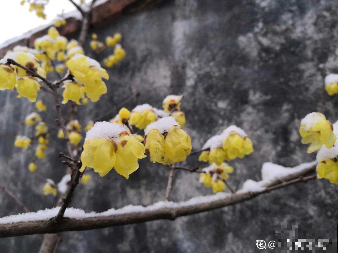 不怕冷的喜庆花,-15度依然开,满树繁花! 不怕冷的喜庆花,-15度依然开,满树繁花!