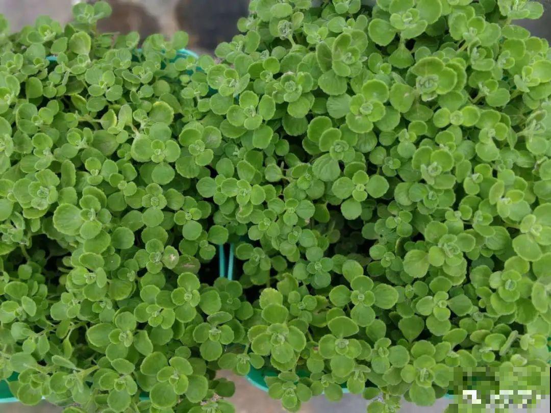 秋天在家养盆“香香花”，满屋子香味，还特耐寒