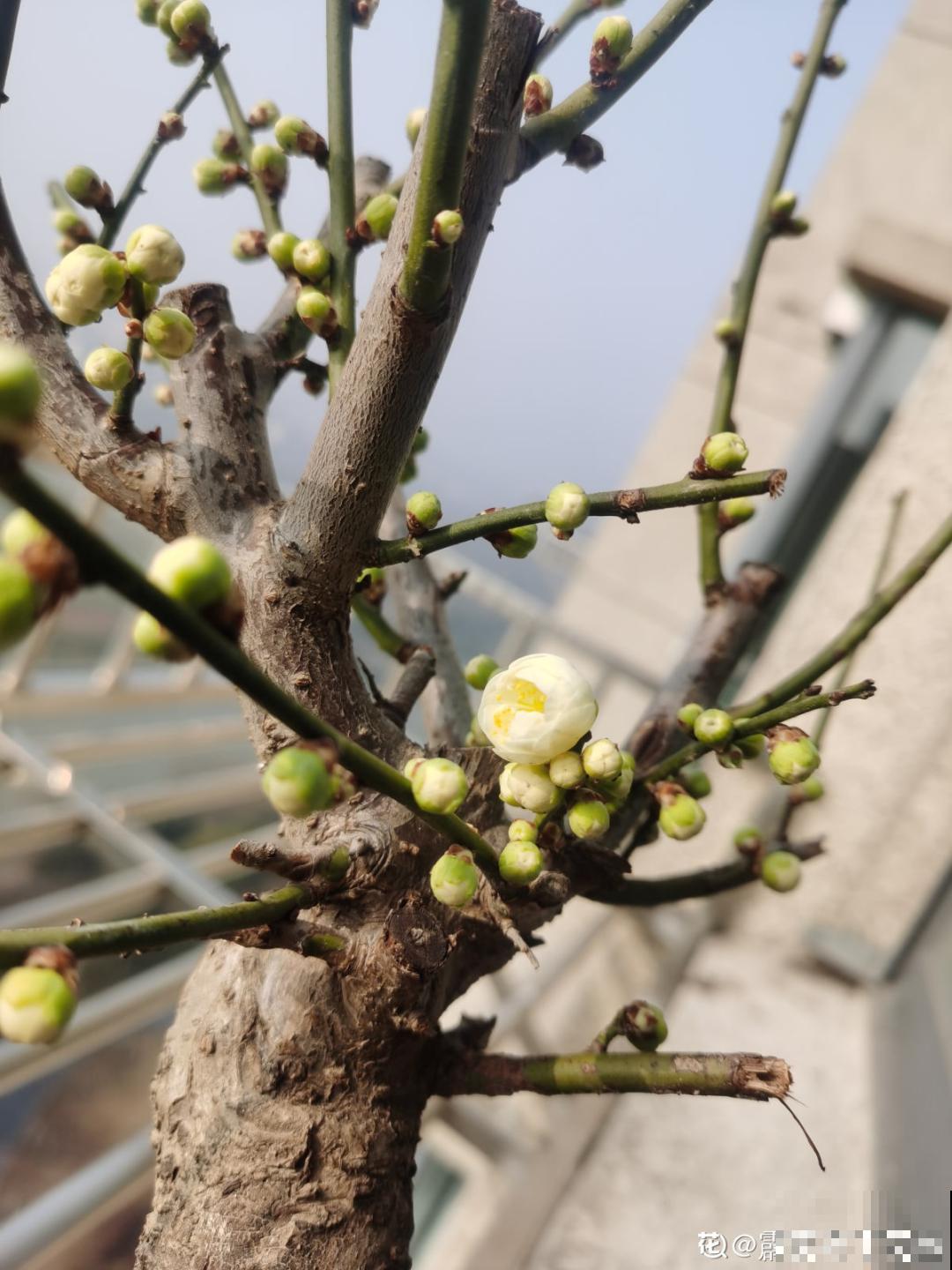 不怕冷的喜庆花,-15度依然开,满树繁花! 不怕冷的喜庆花,-15度依然开,满树繁花!