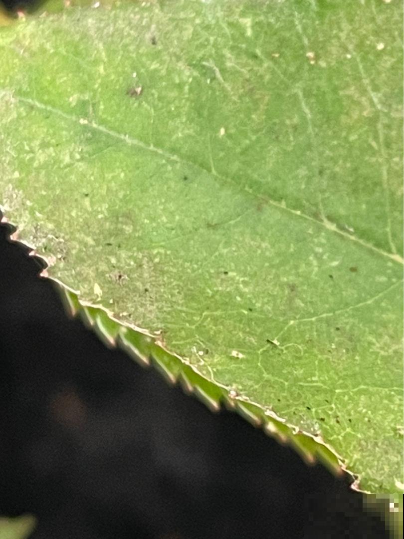 养花遇到红蜘蛛，教你3招让它“全军覆没”，简单好用