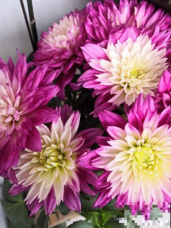 只是在家养了盆大丽花，开花竟然比牡丹还美，惹得邻居直称赞