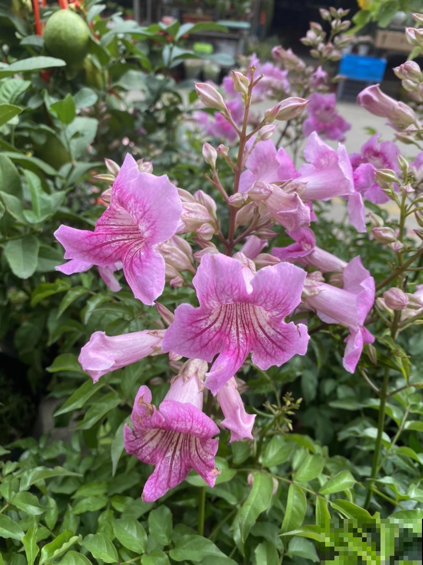 年底去花市，千万要注意“避坑”，不然多花好多冤枉钱