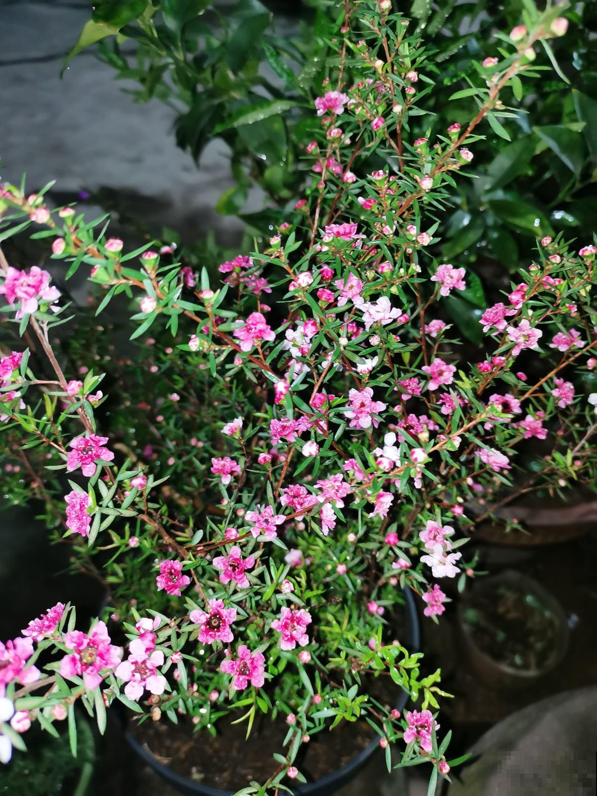 封闭阳台的“爆花神器”,一年四季都能开花,真怕把它累死 封闭阳台的“爆花神器”,一年四季都能开花,真怕把它累死