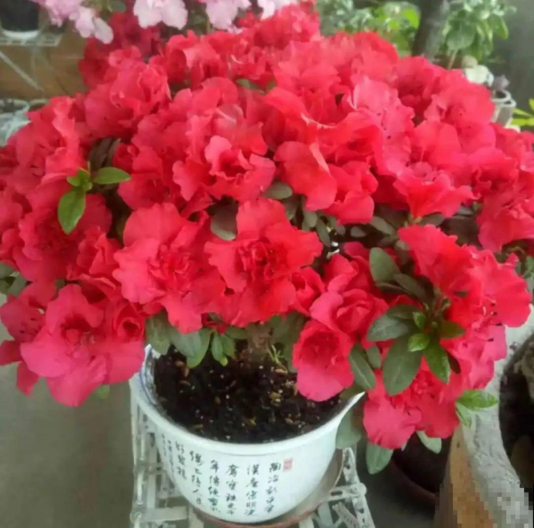 10种花，冬天别喷水，越喷越烂叶，变成光杆特丑