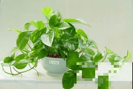 4种花选对扦插方法，3天就生根，冬天也能爆开花