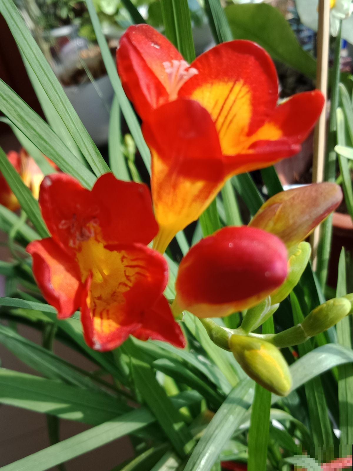 冬天养1种“香水花”,比绿萝好养,开花成“彩虹”,满屋子香味 冬天养1种“香水花”,比绿萝好养,开花成“彩虹”,满屋子香味