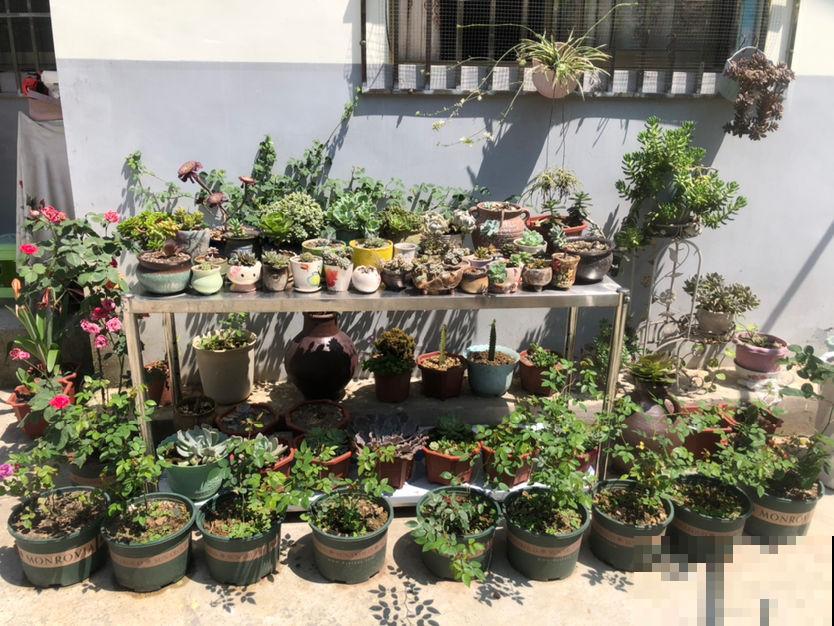 养花以后，我的生活更幸福，感情也迅速升温