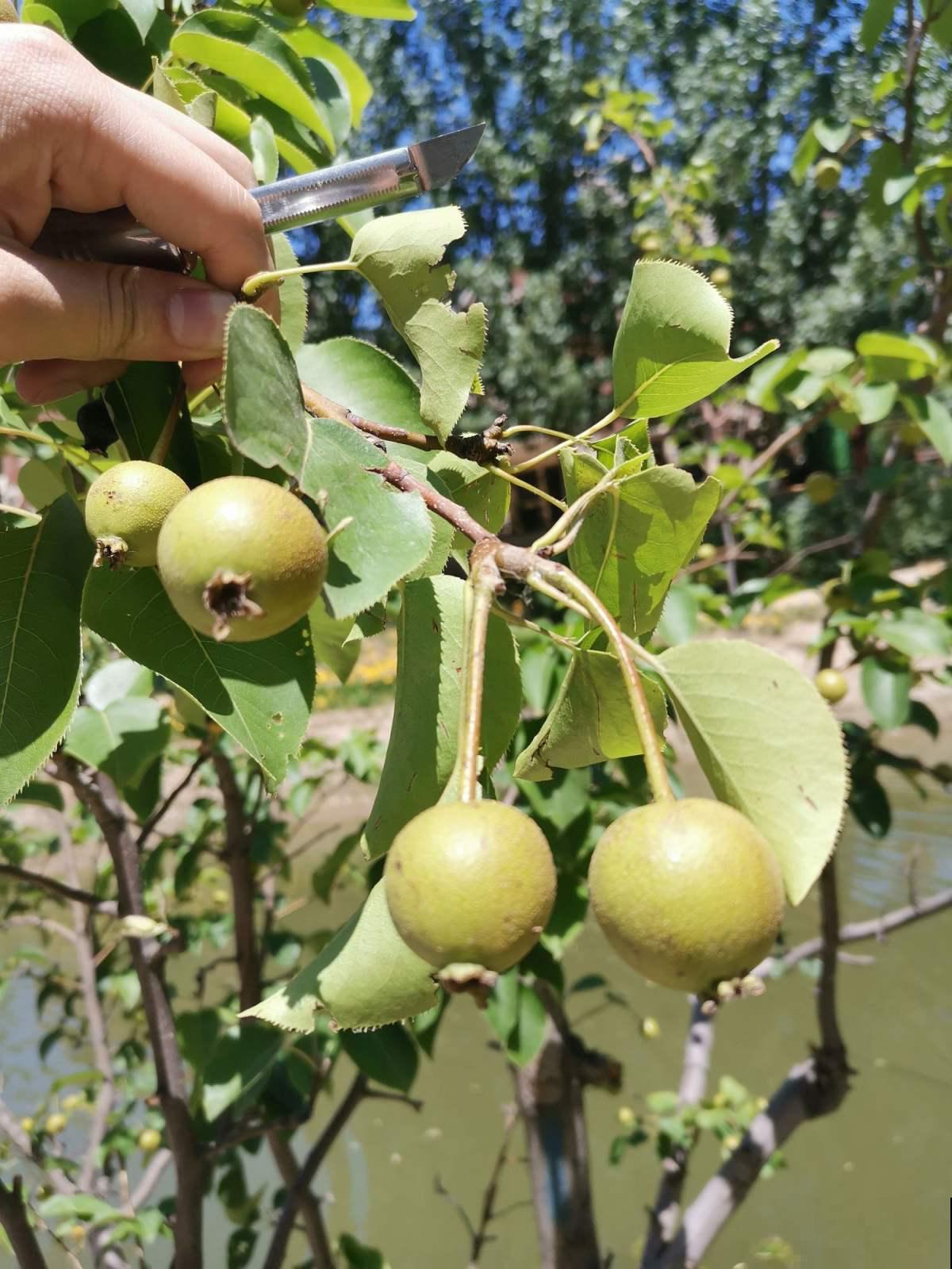 5种花,名字带“秋”,养护超简单 5种花,名字带“秋”,养护超简单