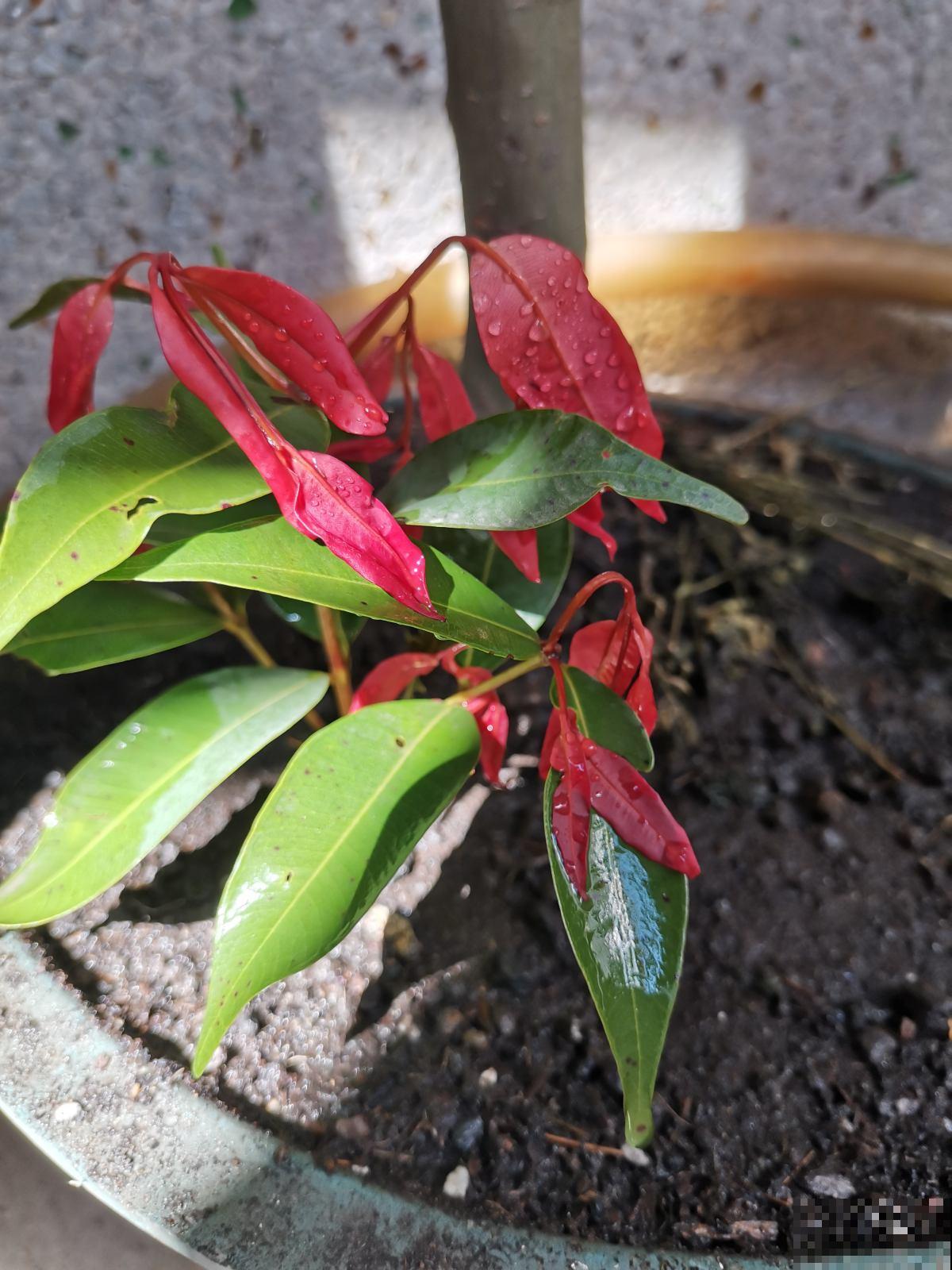 老话说:养花午时水不浇,半拉水不浇,确实有道理 老话说:养花午时水不浇,半拉水不浇,确实有道理
