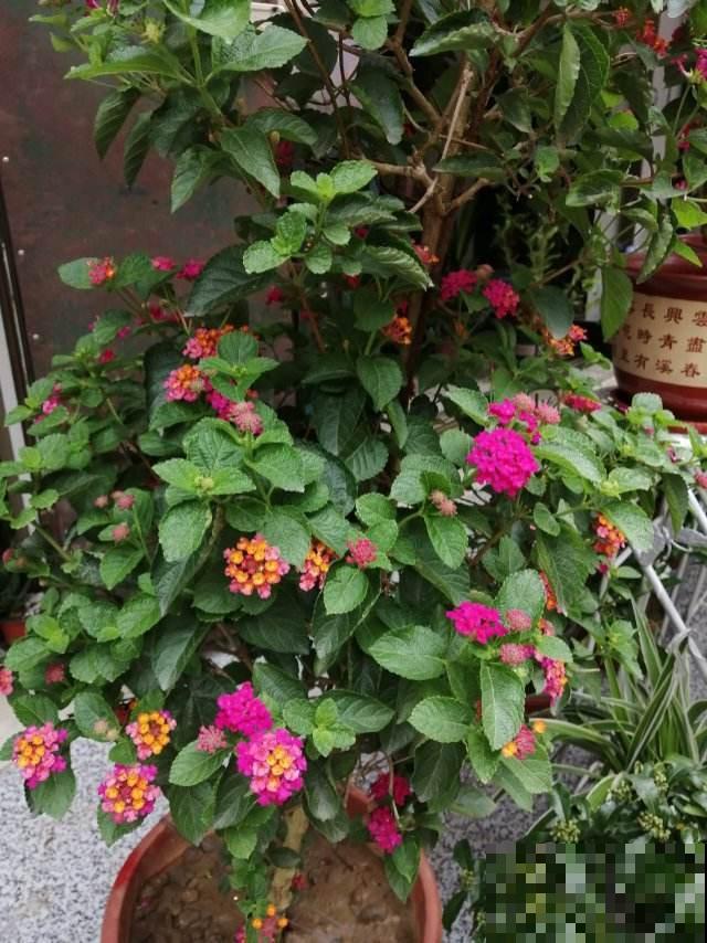 五色梅四季开花,要是谁还能把它养死,那可能不太适合养花 五色梅四季开花,要是谁还能把它养死,那可能不太适合养花