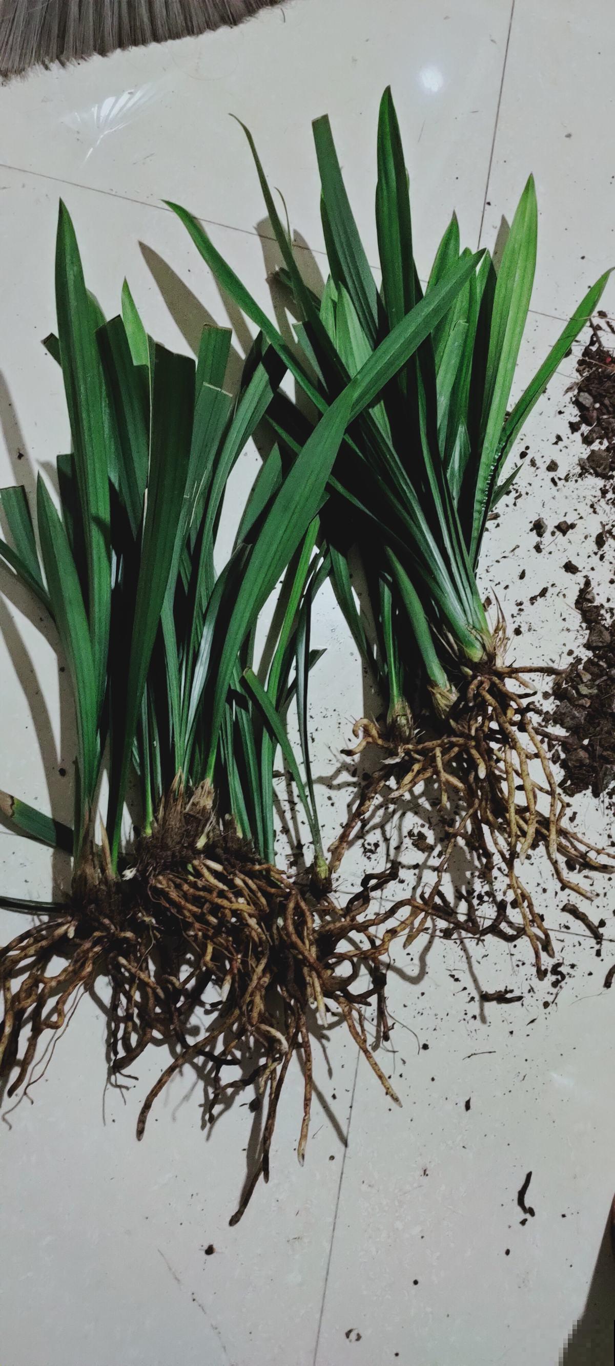 自制养花杀虫水，效果好没污染，安全放心