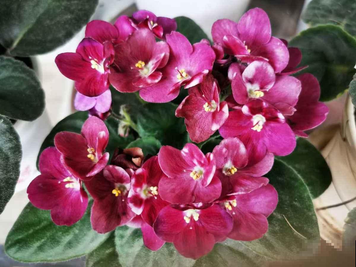 家里没有直射光,就养这10种耐阴植物,照样开花不停 家里没有直射光,就养这10种耐阴植物,照样开花不停