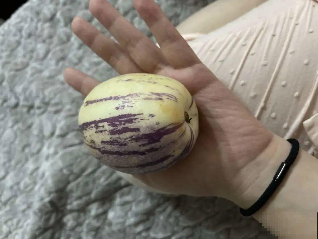 1种花俗称“摇钱树”，满盆长满小元宝，大吉大利，好看吉祥！