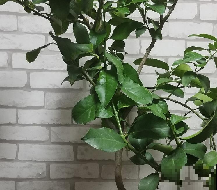 柠檬树的养殖方法和注意事项